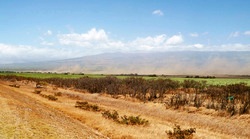 Fugitive Dust from Cane Operations